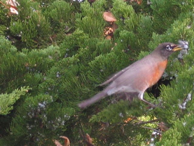 inebriated robin