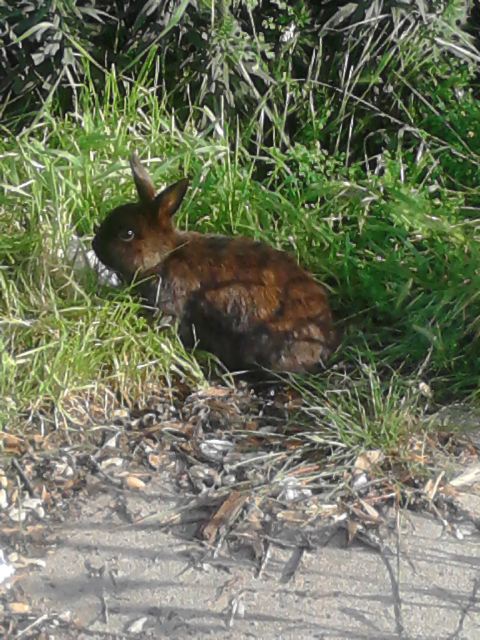 easter rabbit